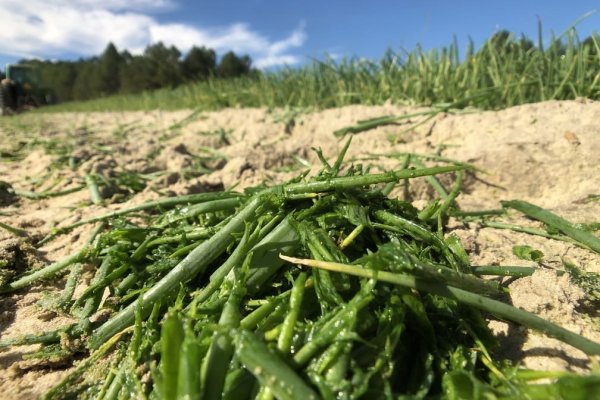 Кракен сайт нарк